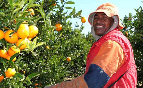 Workers in Emerald as part of the Pacific Islander Seasonal Workers scheme make a good impression at 2PH Farms. Workers in Emerald as part of the Pacific Islander Seasonal Workers scheme make a good impression at 2PH Farms.